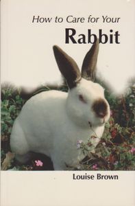 How To Care For Your Rabbit