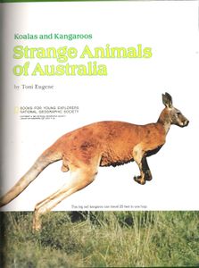 Strange Animals Of Australia (Koalas And Kangaroos)