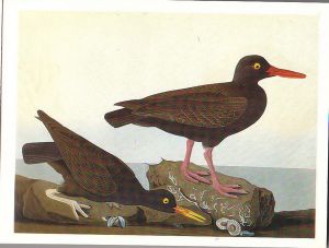 Audubon