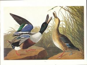Audubon