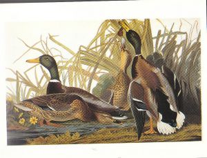 Audubon