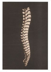 The Body: Photographs of the Human Form