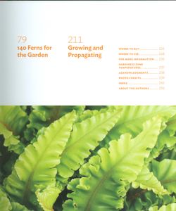 The Plant Lover's Guide To Ferns