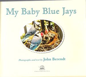 My Baby Blue Jays