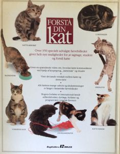 Forstå din kat