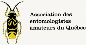 Association Des Entomologistes Amateurs Du Québec
