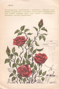 Культура Розы В Открытом Грунте