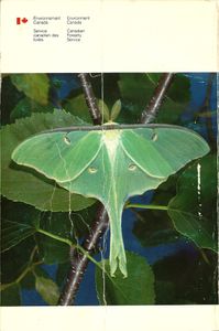 Insectes des feuillus de l'est du Canada
