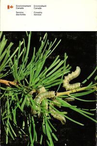Insectes du mélèze, du thuya et du genévrier de l'est du Canada