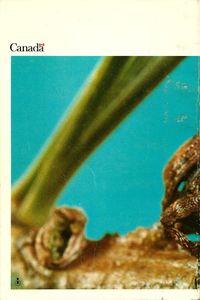 Insectes des pins de l'est du Canada