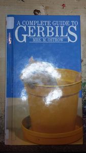 A Complete Guide to Gerbils