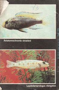 Аквариум 1/93