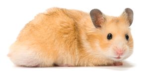 Hamster