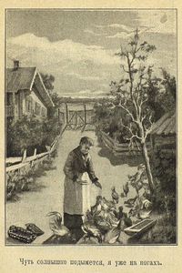 Куры