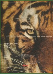 Asombrosos Felinos