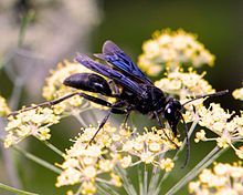 Hymenoptera