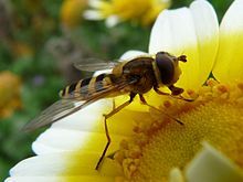 Diptera