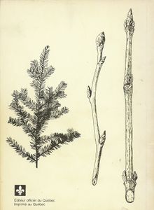 Clef artificielle pour l'identification des arbres, arbustes et arbrisseaux du Québec