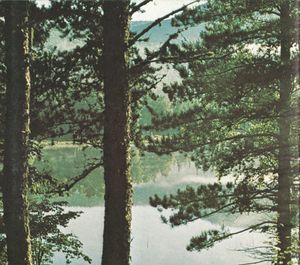 Le québécois et sa forêt