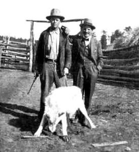Custer Wolf