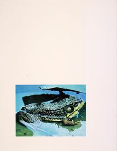 In Retrospect: Celebrating 28 Years of Preserving Michigan’s Wild and Rare Natural Lands (1960-1988)