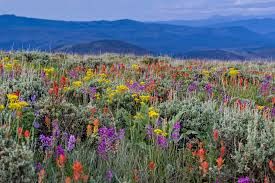 Wildflowers
