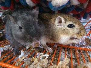 Gerbils