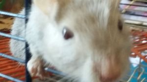 Gerbils