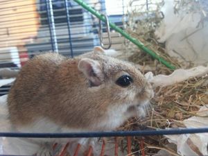 Gerbils
