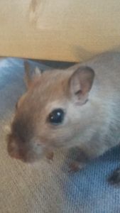 Gerbils
