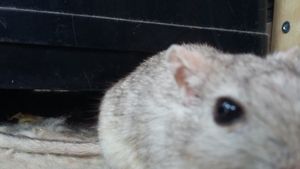 Gerbils