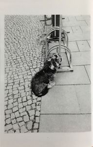 Ray's Reports No. 2 "Böser Hund", Germany June 2016