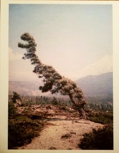 Some Windy Trees