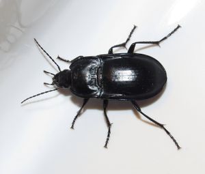 Coleoptera