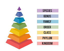 Taxonomy