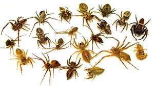 Spiders