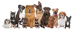 Dogs