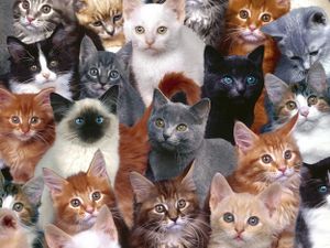 Cats
