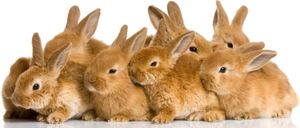Rabbits