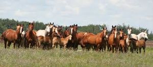 Horses