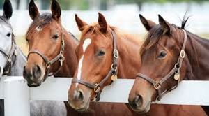 Horses