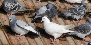 Pigeons