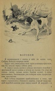 Голуби