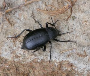 Tenebrionidae