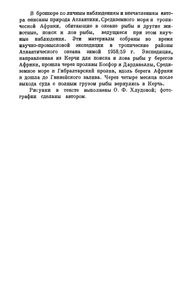 В Тропиках Антлантического Океана