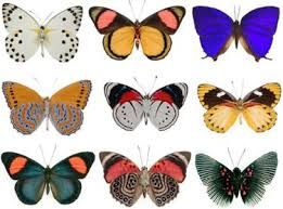 Butterflies