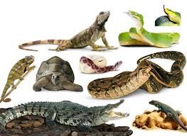 Reptiles