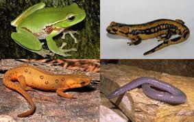 Amphibians