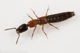 Staphylinidae
