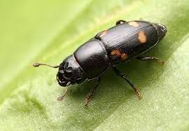 Nitidulidae
